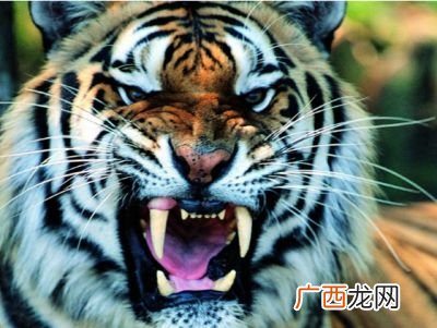形容老虎凶猛的词语有哪些,关于老虎霸气的成语？