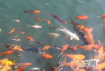 形容鱼在水里游的词语有哪些,鱼的后面填什么动词？