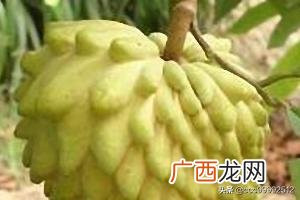 凤梨 释迦果减肥吗,释迦水果的常识有哪些？