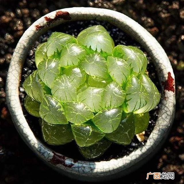 玉露有多少个品种,玉露多肉名字对照图？