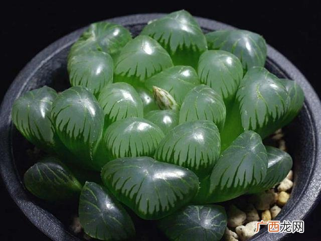 玉露有多少个品种,玉露多肉名字对照图？