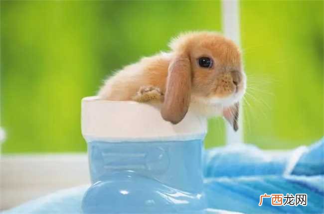 属相老虎和兔子犯冲吗