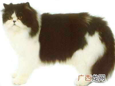 狸花猫四脚白色叫什么猫,白色英短与白色中华田园猫区别？
