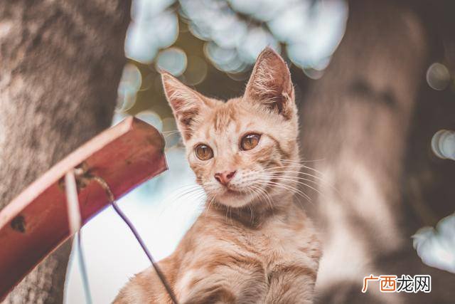 成年猫猫粮一次喂多少,大猫一天喂多少？