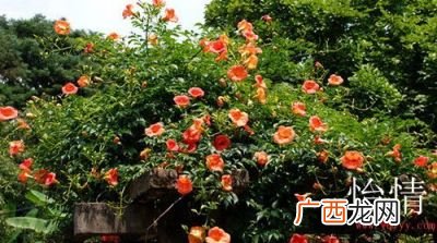 凌宵花如何养殖,凌霄映山红怎么样养殖？