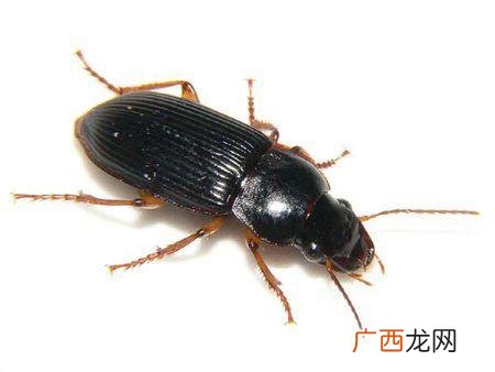 中华婪步甲有毒吗,中华梵布甲又叫什么?