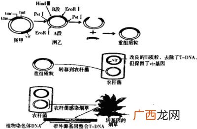 质粒的5个特点,噬菌体的什么是质粒？