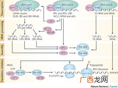 RNA的种类,在蛋白质合成中,三种rna各起什么作用?