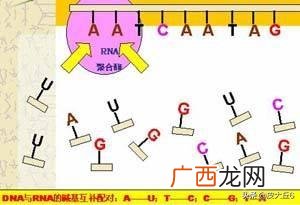 RNA的种类,在蛋白质合成中,三种rna各起什么作用?