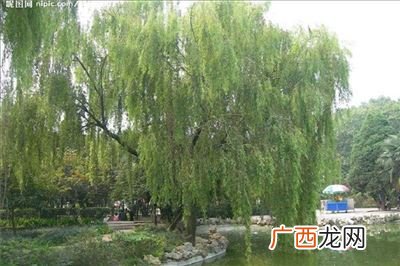 唐彦谦垂柳赏析,描写秋天河边垂柳的诗句？