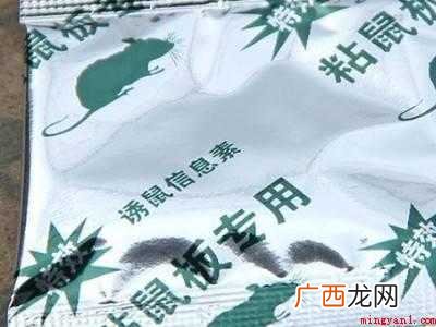 家里老鼠怎么消灭最彻底