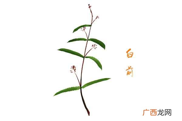白前的功效与作用