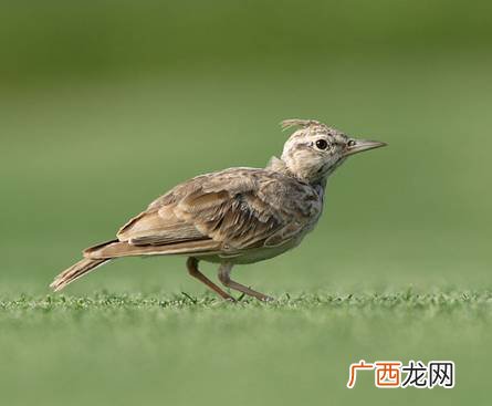 百灵鸟叫声怎么形容,男方称女方为百灵鸟是什么意思