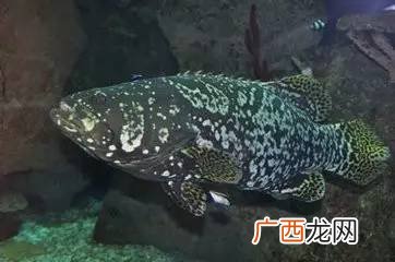 龙胆鱼是石斑鱼吗,龙胆石斑鱼是海鱼吗？