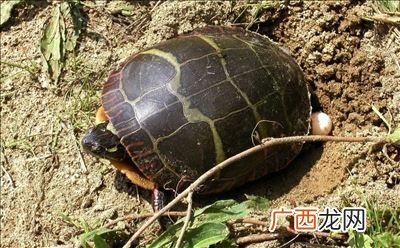 家养乌龟怎样繁殖后代,乌龟是胎生还是卵生？
