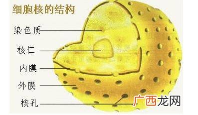 细胞核的结构,动物细胞核结构？