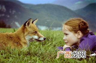 怎么养小狐狸,养狐狸禁忌？