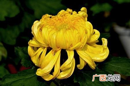红色菊花代表什么,五颜六色菊花含义？