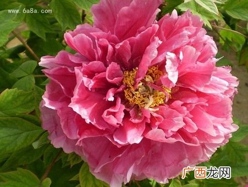牡丹花开放的时间是几点,牡丹花几点开花时间三年级？
