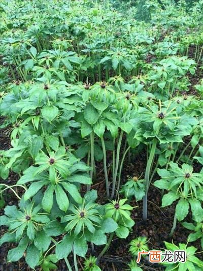 重楼怎么育苗,重楼种子怎样催芽发芽率高？