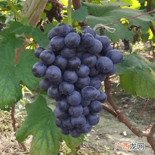 葡萄的功效与作用,葡萄的作用与功效？