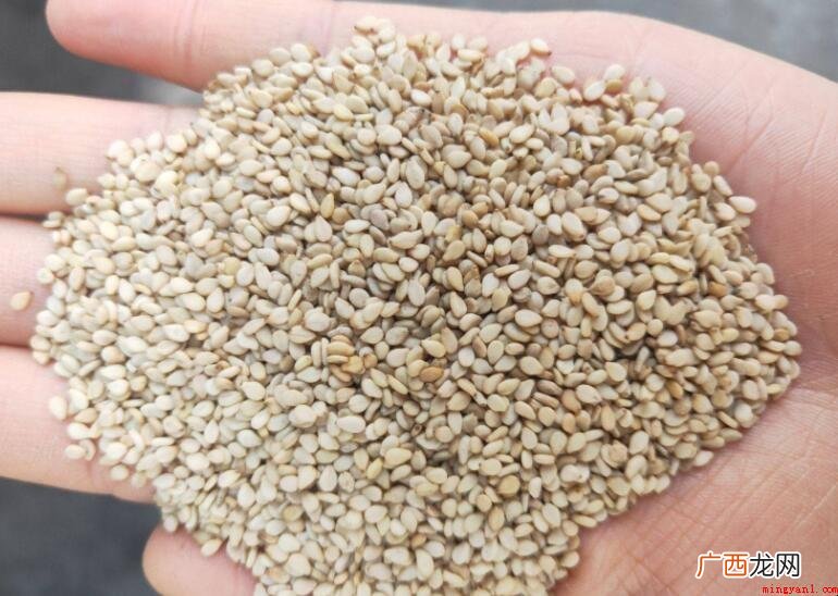 白芝麻怎么炒熟才香内容 白芝麻怎么炒熟才香