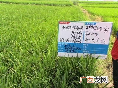 水稻什么时候打拿敌稳,拿敌稳能治黄瓜的霜霉病吗？