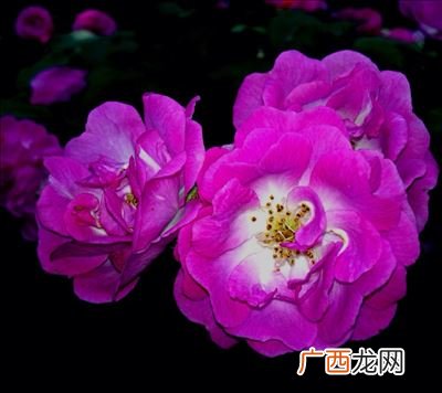 蔷薇花开代表什么,蔷薇如期盛放游人如期过路意思？