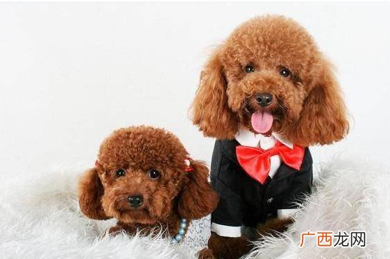泰迪断尾的原因,泰迪犬尾巴脱毛是什么原因啊？