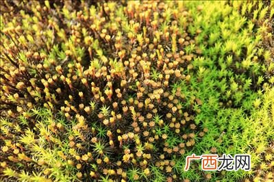 蚕豆种子各部分的作用,蚕豆种子由几部分构成？分别是什么呢？