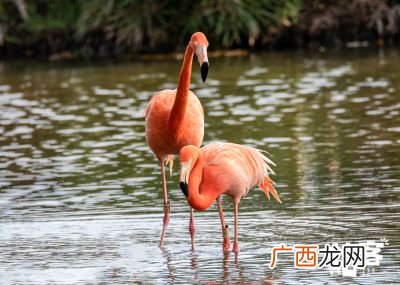 火烈鸟能飞吗,泰拉瑞亚火焰鸟坐骑有什么用？