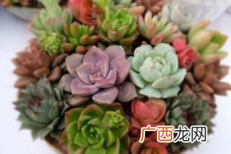 蒂亚多肉怎么养,火焰蒂亚多肉怎么种？