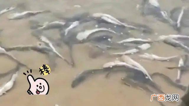 骨鱼是鲶鱼吗,骨鱼是鲶鱼吗？