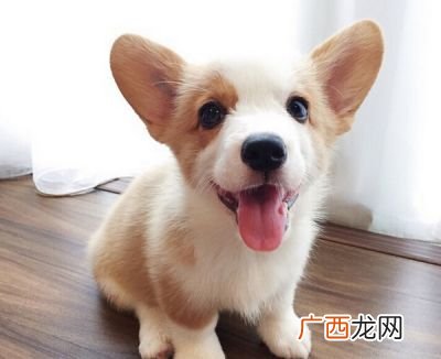 柯基怎么饲养,3、4个月左右的柯基怎么喂养？