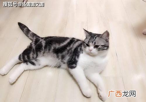 猫咪体内寄生虫有哪些,猫蚤有几种？