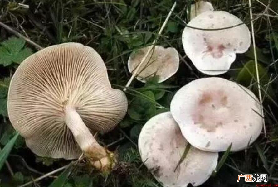 蘑菇不可以和什一起吃_健康频道 蘑菇不能和什么一起吃