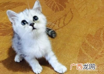 如何饲养宠物猫,2个礼拜的猫宝宝怎么人工喂养？