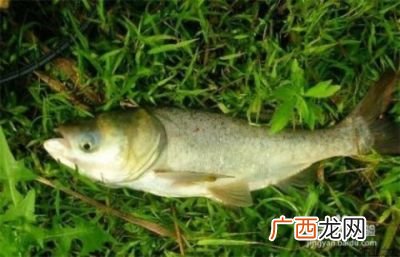 鲢鱼和鳙鱼食性的区别,鲢鱼与鳙鱼哪个长得快？