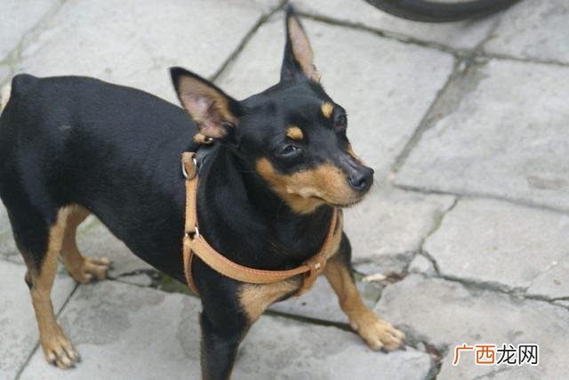 迷你杜宾凶猛么会咬人么,杜宾笼养好还是散养好？
