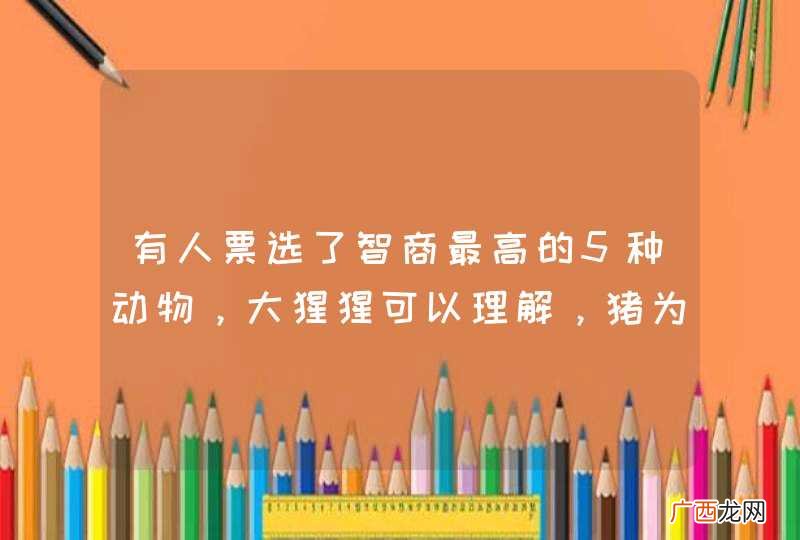 有人票选了智商最高的5种动物，大猩猩可以理解，猪为什么能上榜？