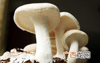 蘑菇品种,蘑菇种类大全?