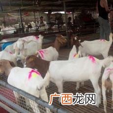 种羊饲养要点有哪些,大马士革羊饲养要求？