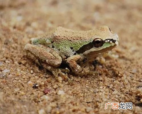 海豚科中体形最大的物种是,世界上最强水下动物排行榜？
