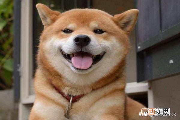 为什么会有人喜欢柴犬和柯基,柴犬和柯基哪个更好养？