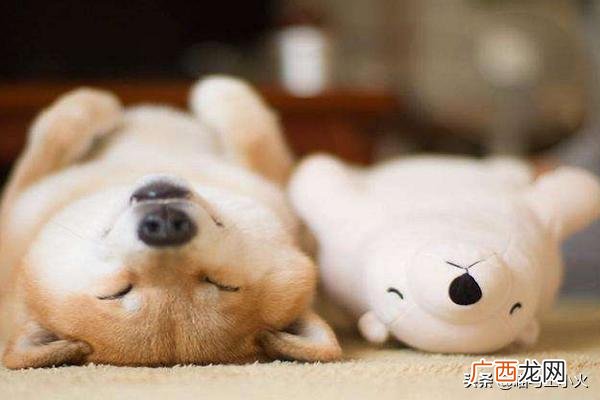 为什么会有人喜欢柴犬和柯基,柴犬和柯基哪个更好养？