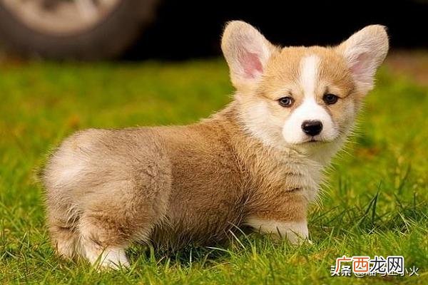 为什么会有人喜欢柴犬和柯基,柴犬和柯基哪个更好养？
