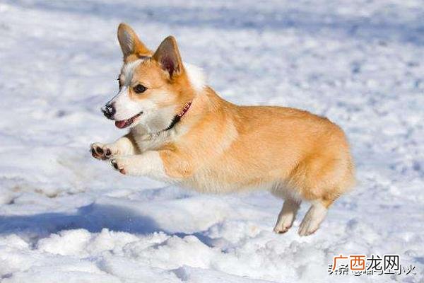 为什么会有人喜欢柴犬和柯基,柴犬和柯基哪个更好养？