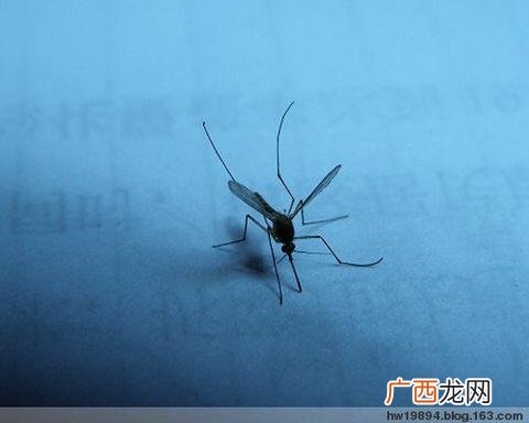 半夜怎么把蚊子引出来,蚊子在黑暗中如何定位？