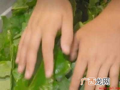 方粽子怎么包
