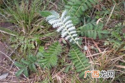 白草是什么,虫草白草和黄草区别